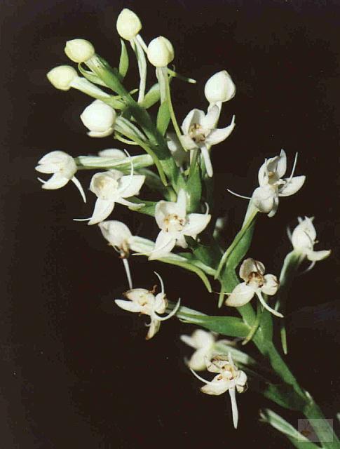 Habenaria monorrhiza