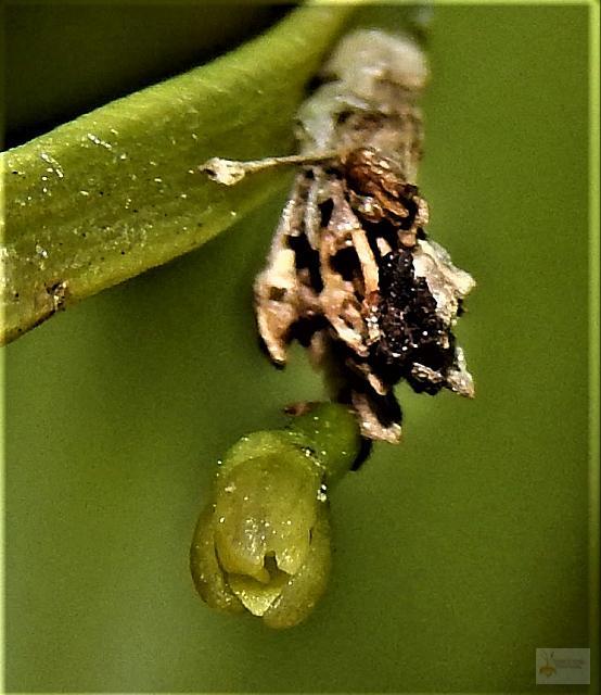 Jacquiniella globosa