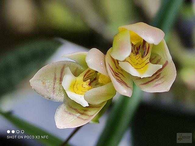 Koellensteinia graminea