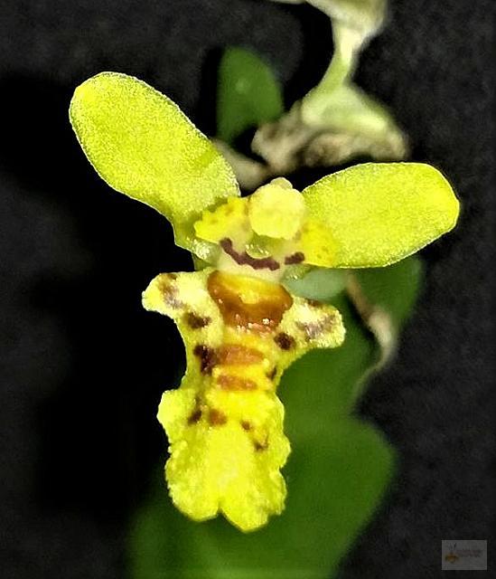 Lockhartia imbricata