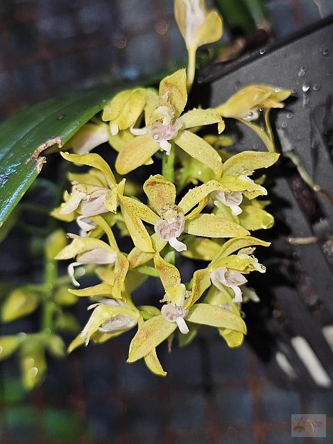 Macradenia lutescens