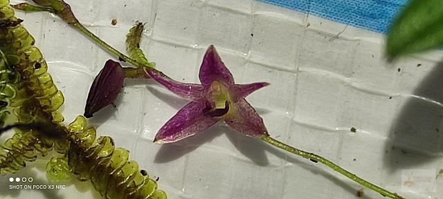 Madisonia spiculifera