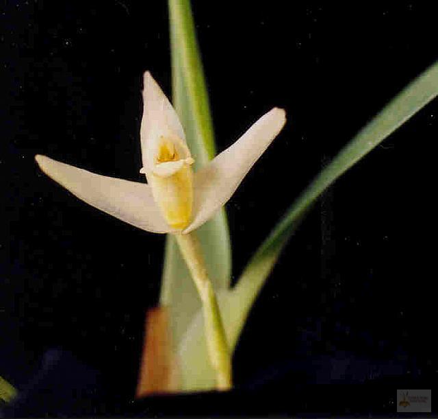 Maxillaria albiflora