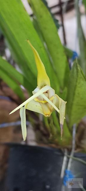 Maxillaria arachnites