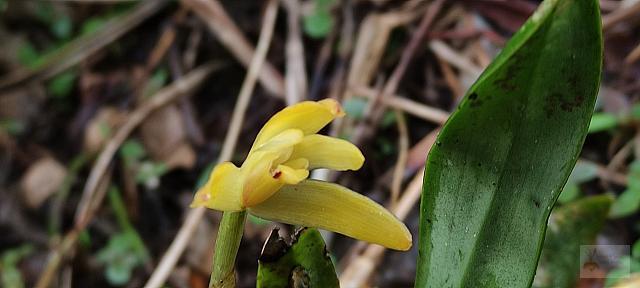 Maxillaria brachybulbon