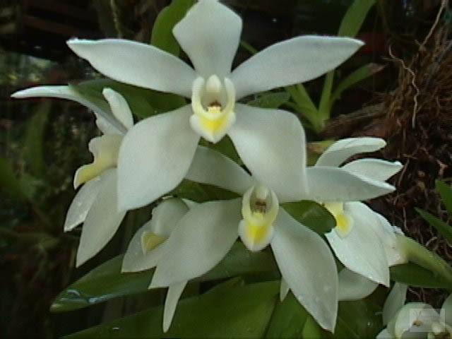 Maxillaria lutescens