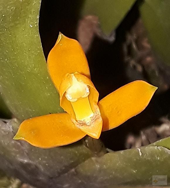 Maxillaria discolor