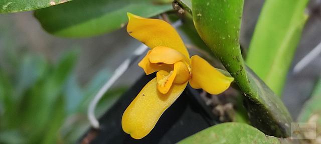 Maxillaria maleolens