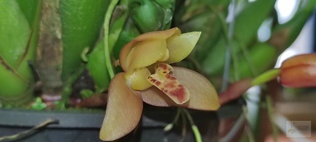 Maxillaria rufescens