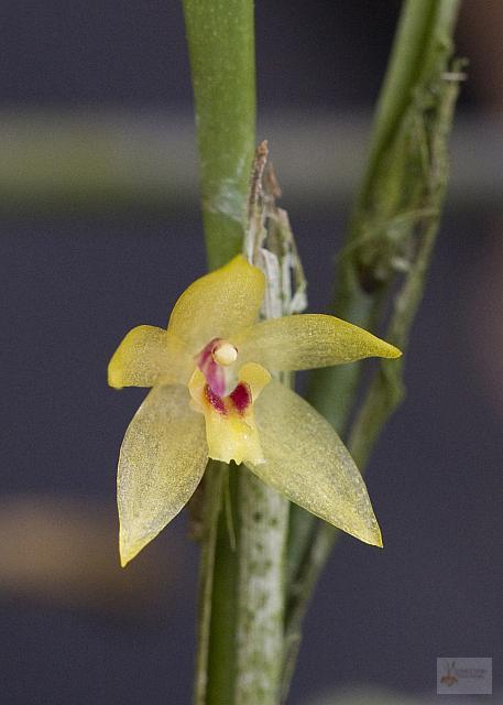 Octomeria graminifolia