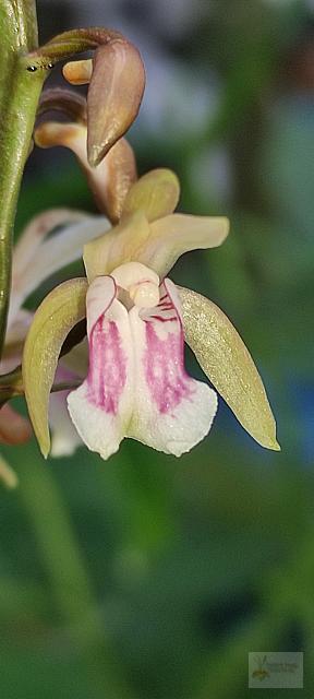 Oeceoclades maculata