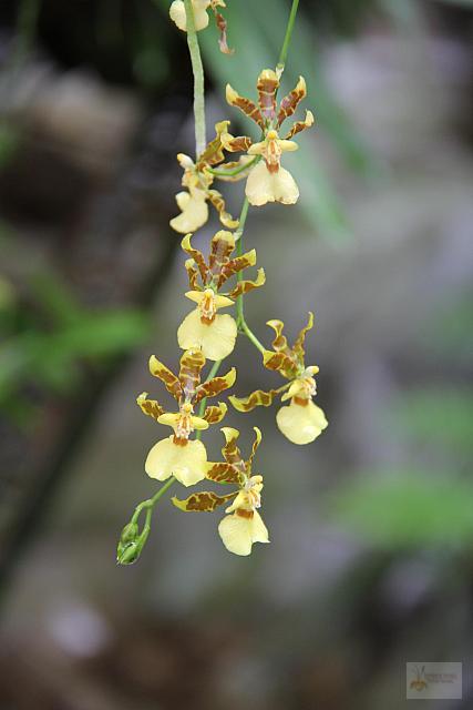 Oncidium citrinum