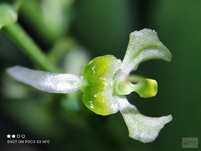 Ornithocephalus gladiatus