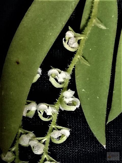 Ornithocephalus  ciliatus