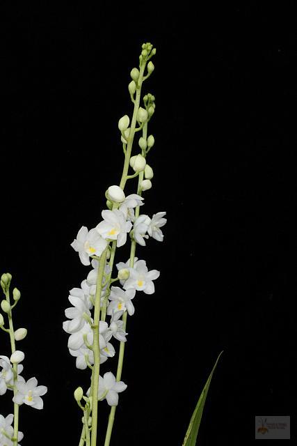 Otostylis brachystalix