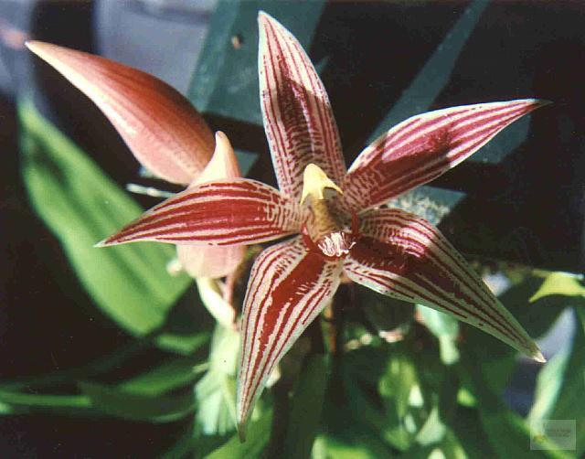 Paphinia cristata