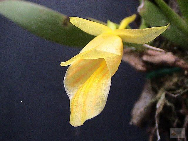 Plectrophora iridifolia