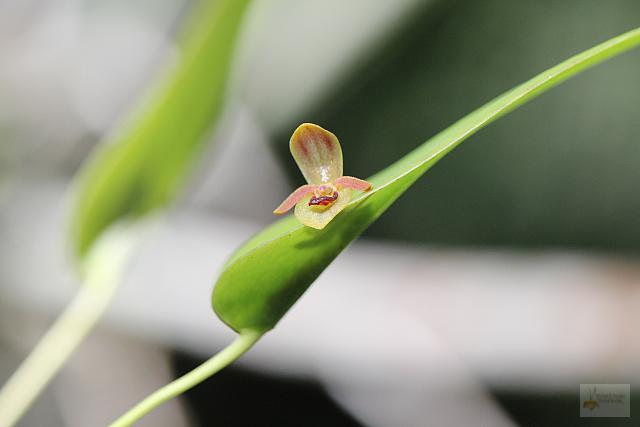 Pleurothallis archidiaconi