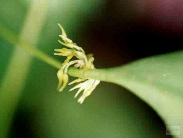 Pleurothallis ruscifolia