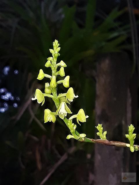 Polystachya concreta