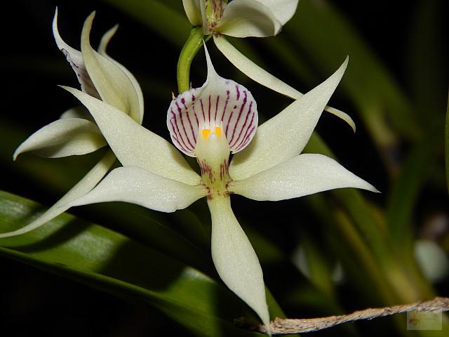 Prosthechea aemula