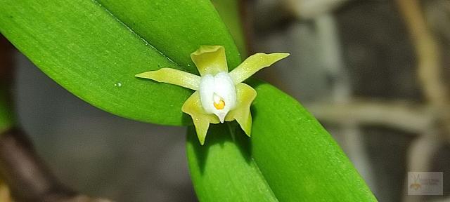 Prosthechea pygmaea