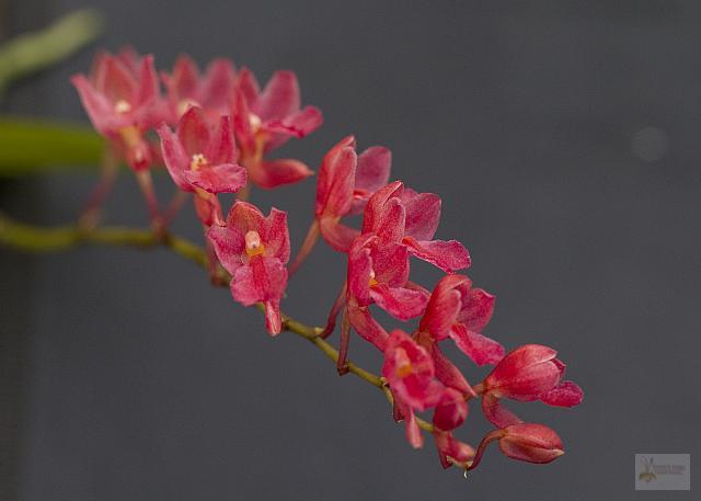 Rodriguezia lanceolata