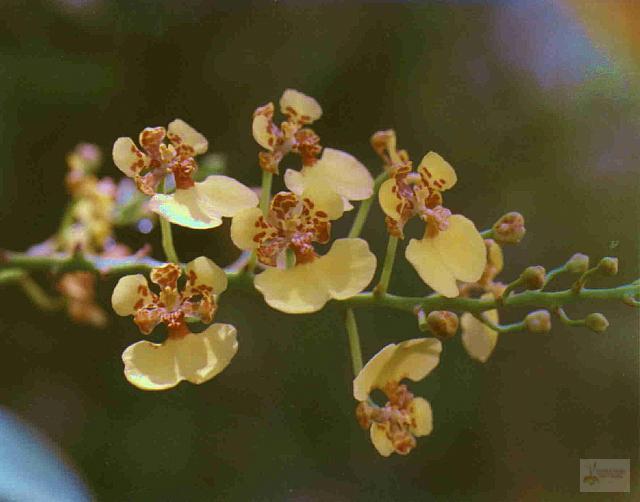 Rossioglossum pardoi