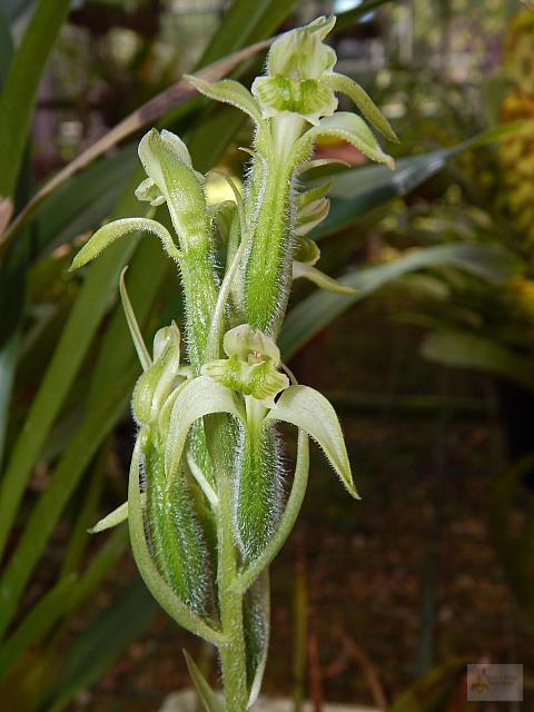 Sarcoglottis acaulis