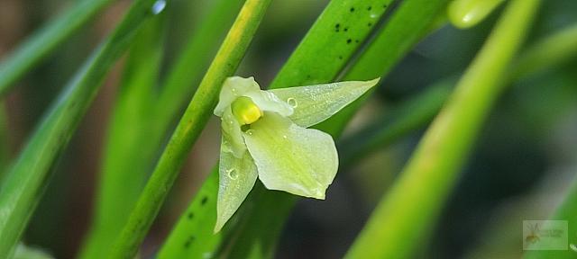 Scaphyglottis fusiformis