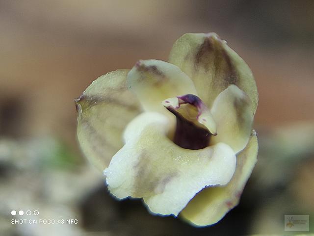 Scaphyglottis modesta