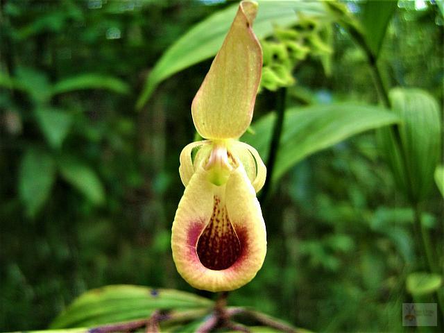 Selenipedium palmifolium