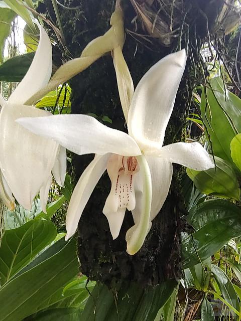 Stanhopea grandiflora