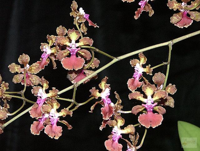 Trichocentrum haematochilum