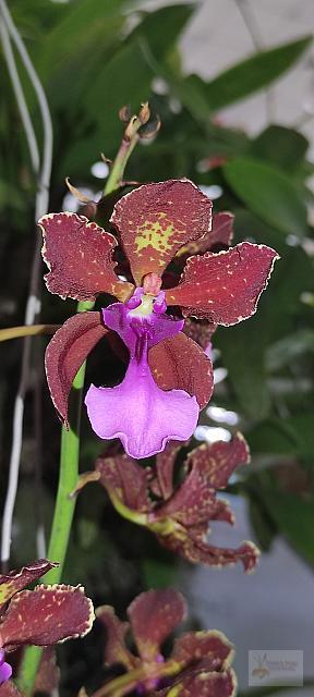Trichocentrum lanceanum