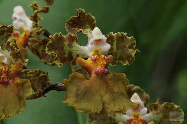Trichocentrum luridum