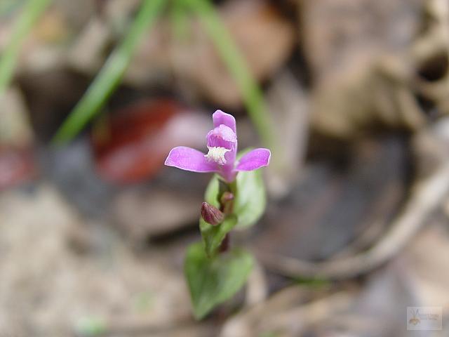 Triphora surinamensis