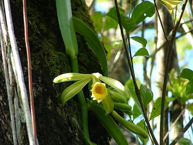 Vanilla phaeantha