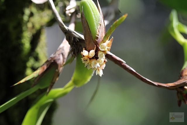 Epidendrum strobliliferum