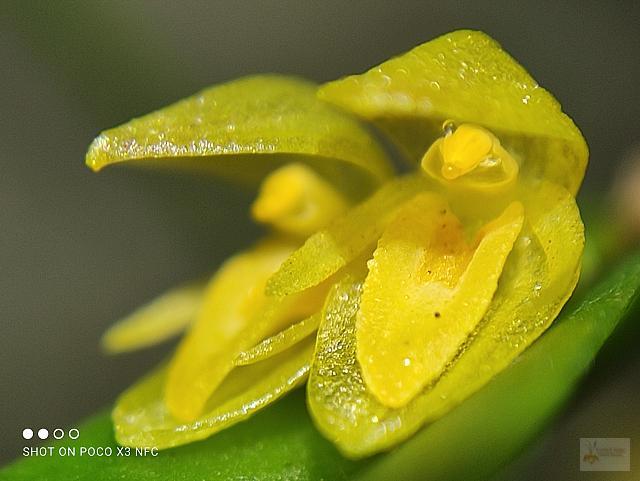 Pleurothallis discoidea