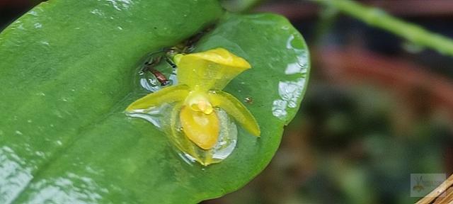 Pleurothallis cordata
