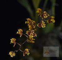 Bifrenaria aurantiaca