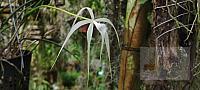 Brassavola cucullata