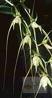 Brassia caudata