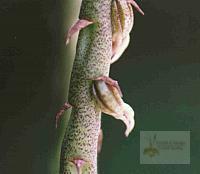 Bulbophyllum pinelianum