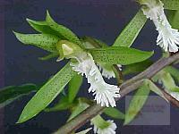 Catasetum  cristatum