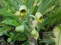 Catasetum macrocarpum