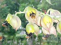 Catasetum macrocarpum-pollinator