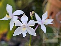 Caularthron bilamellatum