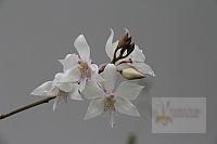 Caularthuron bicornutum pink